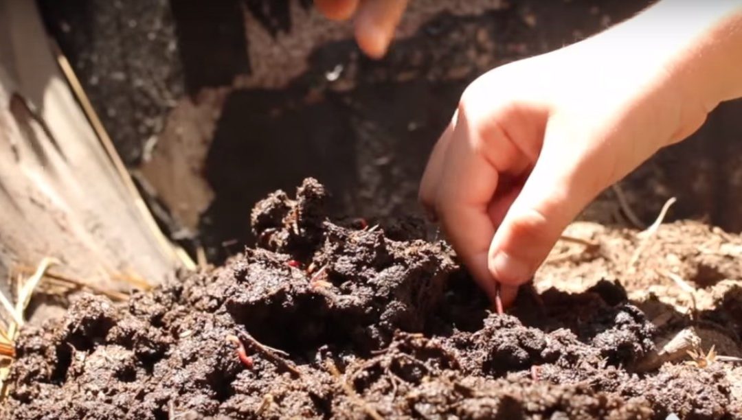 Green School: Dirt, Mud, Worm, Rocks!