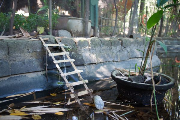 Bamboo to the Rescue … for Frogs